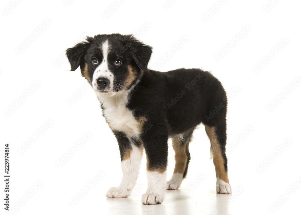 Cute black australian shepherd puppy standing isolated on a white background