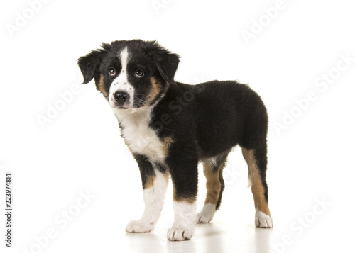 Fototapeta Naklejka Na Ścianę i Meble -  Cute black australian shepherd puppy standing isolated on a white background