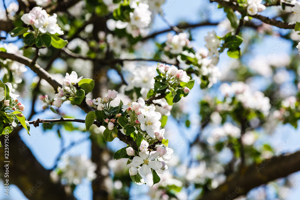 Blooming branch. Spring flowers