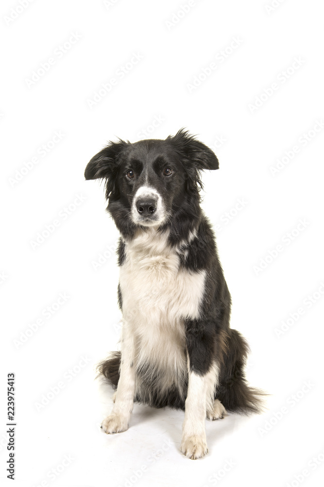 Sitting border collie dog looking at camera on a white background
