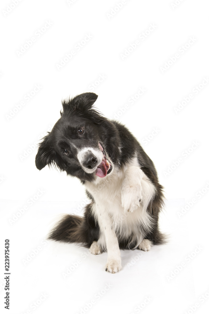 Border collie dog sitting and doing tricks to get attention or treat isolated on a white background