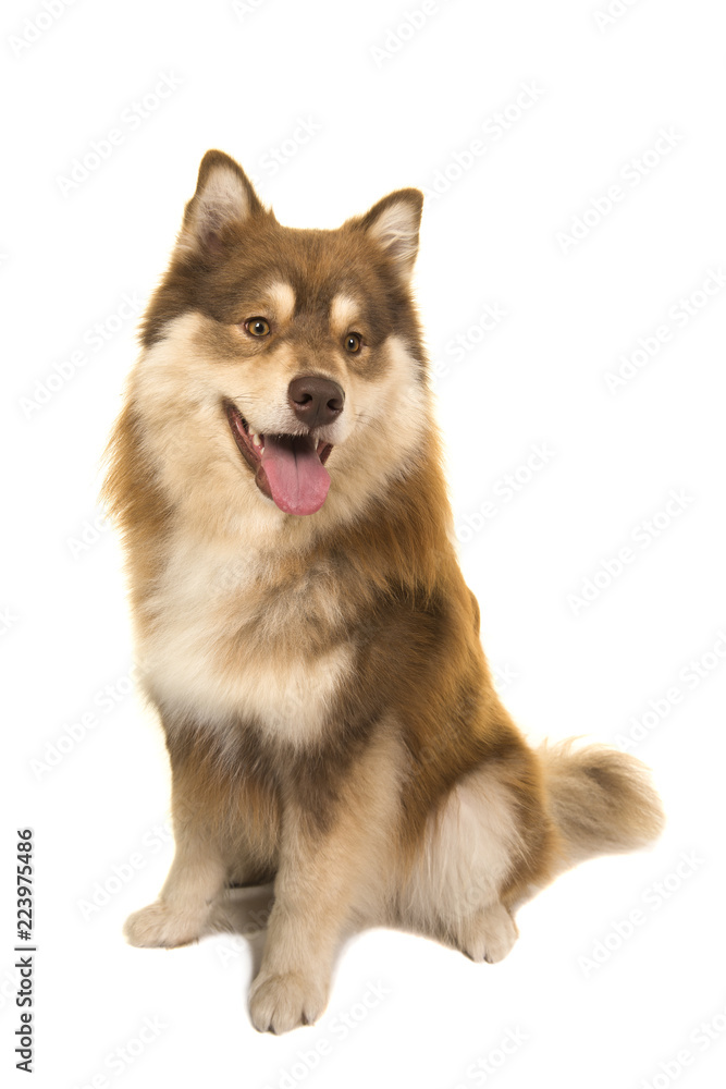 Finnish lapphund sitting isolated on a white background looking away Finnish lapphund sitting isolated on a white background looking away