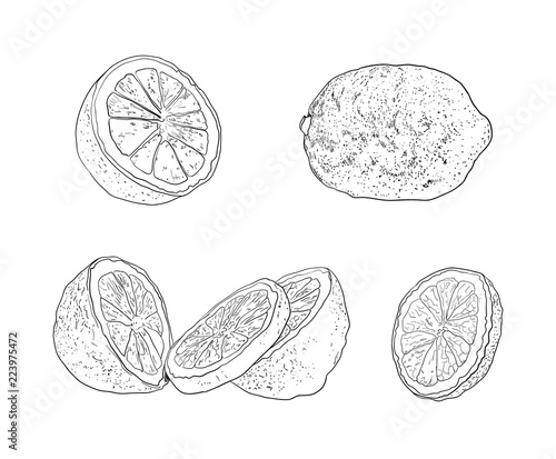 Vector Collection of Hand Drawn Lemons, Sketchy Illustration on White Background.