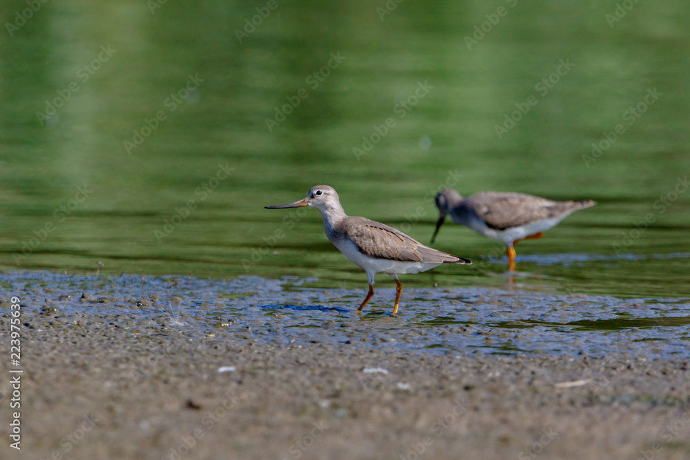 Terek Sandpiper (Xenus cinereus). Terek Sandpiper (Xenus cinereus).