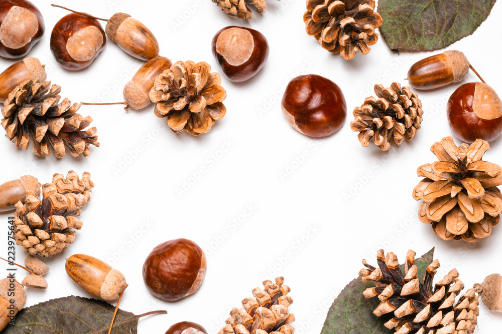 pine cones, chestnuts, acorns and dried leaves on a white background pine cones, chestnuts, acorns and dried leaves on a white background