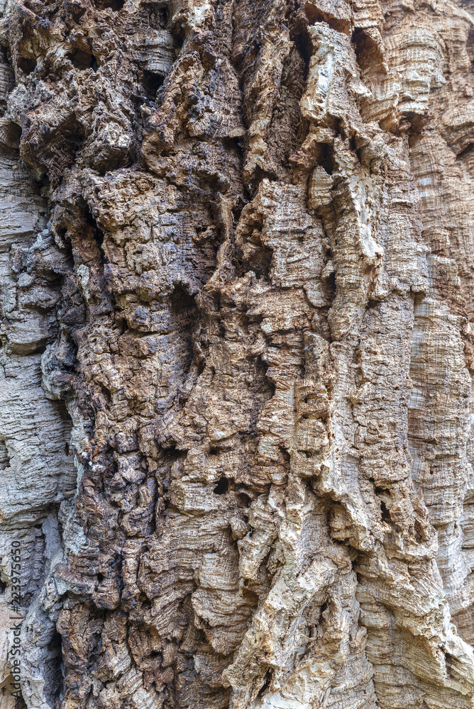 bark of a tree bark of a tree