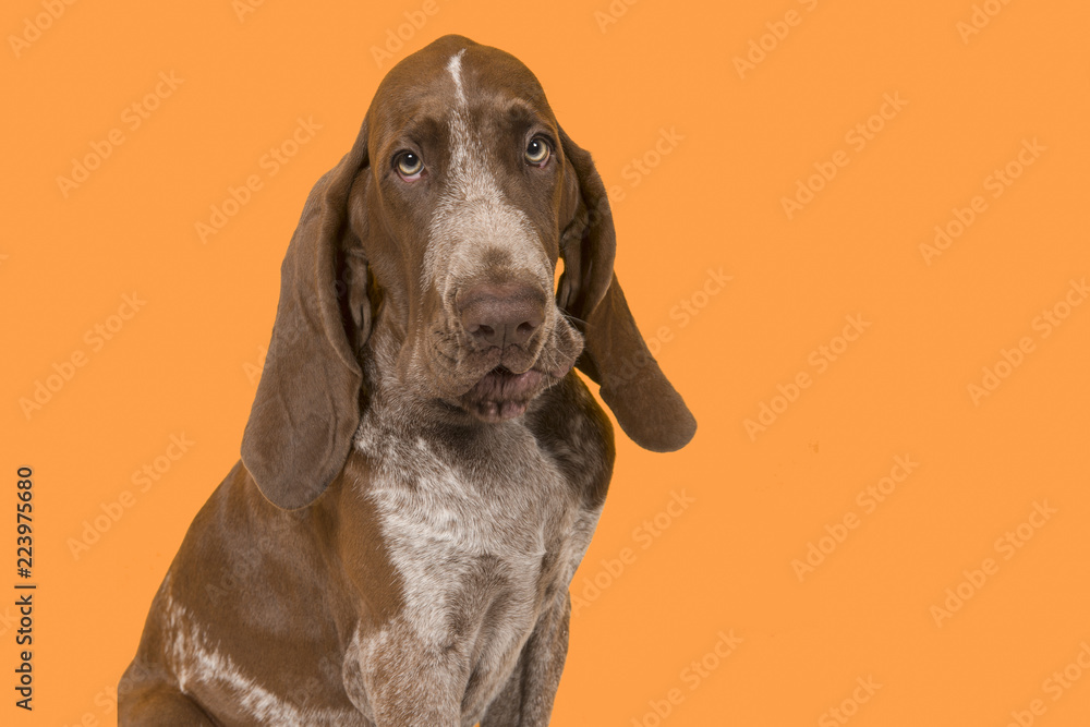 Portrait of a bracco italiano puppy on an orange background in a horizontal image