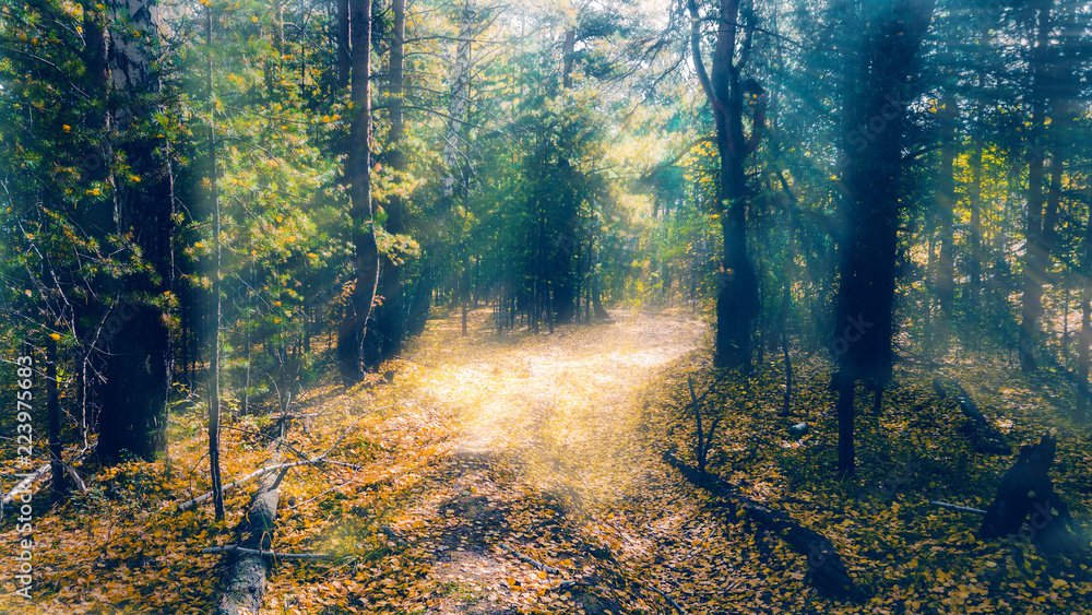 Fototapeta premium Autumn forest of Russia