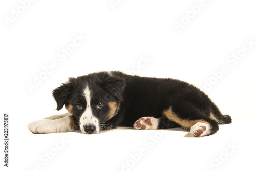 Cute black australian shepherd puppy lying down seen from the side isolated on a white background