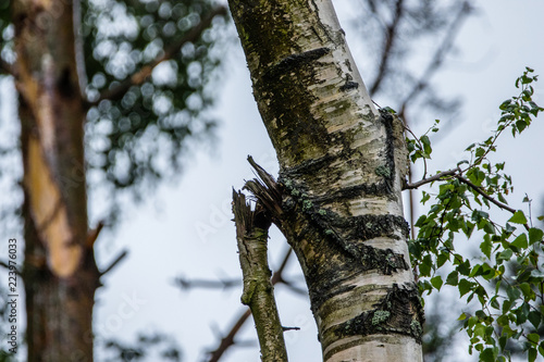 Fototapeta Naklejka Na Ścianę i Meble -  Brzoza