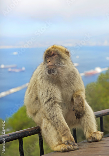 A Large Barbary Monkey sitting on a railing on the top of Gibraltar with a seascape background