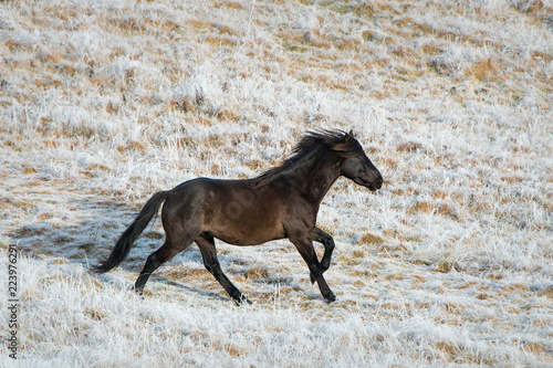 Black Kaimanawa horse galloping on the white frosted land  Central Plateau  New Zealand
