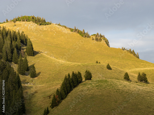 Grüne Almwiese im letzten Sonnenlicht mit Bäumen, Bayern