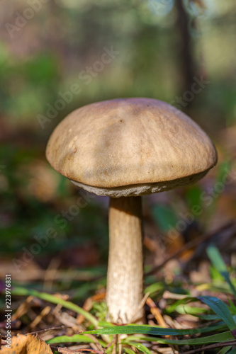 mushroom brown cap boletus