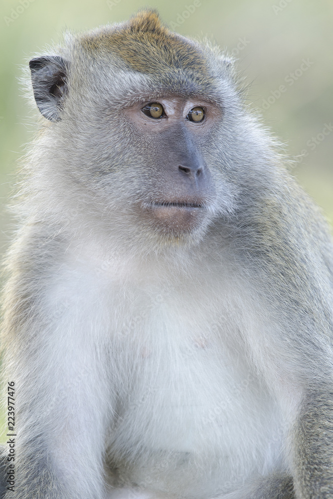 Closeup of a macaque monkey portrait looking away on a soft green background