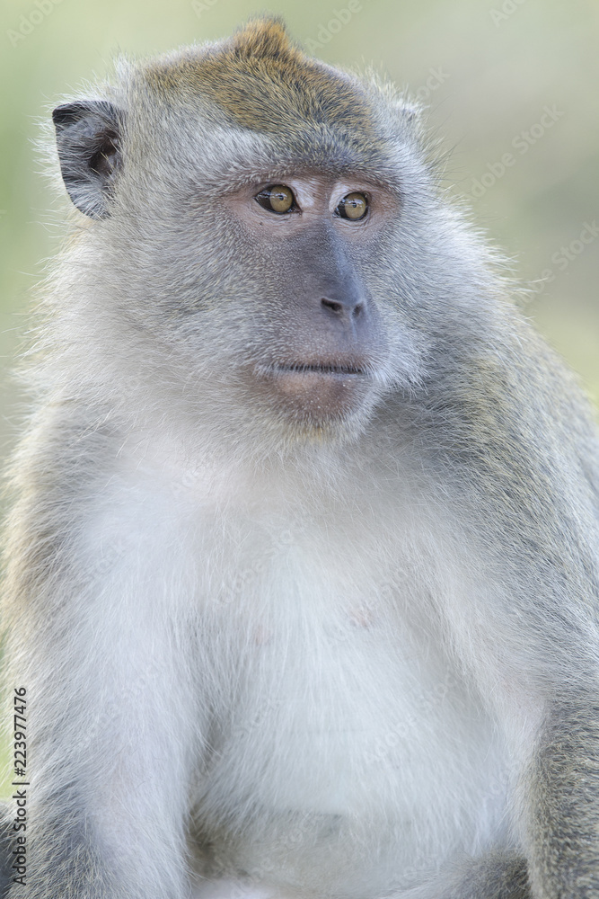 Closeup of a macaque monkey portrait looking away on a soft green background Closeup of a macaque monkey portrait looking away on a soft green background