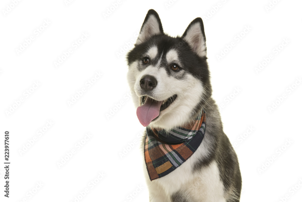 Portrait of a pretty husky dog wearing a scarf looking away with mouth open isolated on a white background