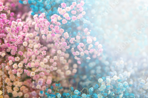 Small pink and blue flowers. Paniculata Flamingo