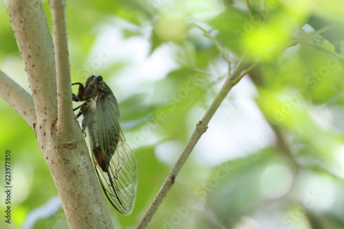 Cicada perching on a tree
