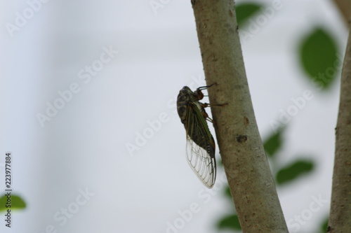 Cicada perching on a tree