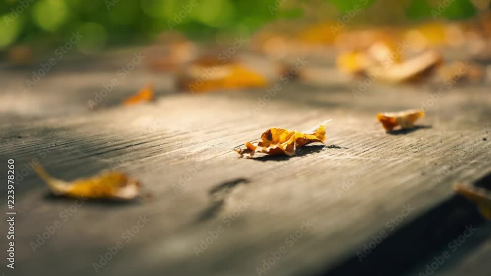 Yellow dry leaves on an old wooden table. Yellow leaves against a background of green trees. Yellow dry leaves on an old wooden table. Yellow leaves against a background of green trees.