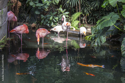 Group of pink flamingos in Nice, france