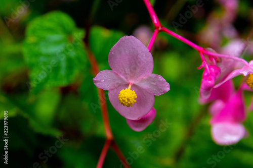 雨の日の花
