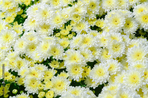 White Chrysanthemum Flower with Yellow Center on top view photo