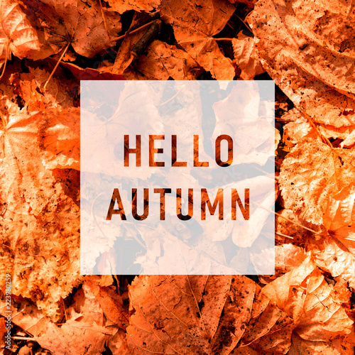 Slika na platnu Hello autumn, greeting text on colorful fall leaves background
