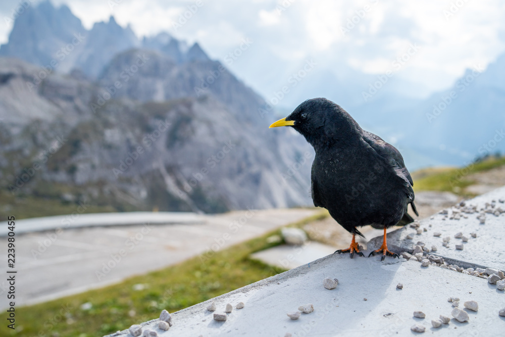 The Alpine chough, or yellow-billed chough (Pyrrhocorax graculus), is a bird in the crow family, one of only two species in the genus Pyrrhocorax. Picture shot at Tre Cime Lavaredo (Drei Zinnen) The Alpine chough, or yellow-billed chough (Pyrrhocorax graculus), is a bird in the crow family, one of only two species in the genus Pyrrhocorax. Picture shot at Tre Cime Lavaredo (Drei Zinnen)