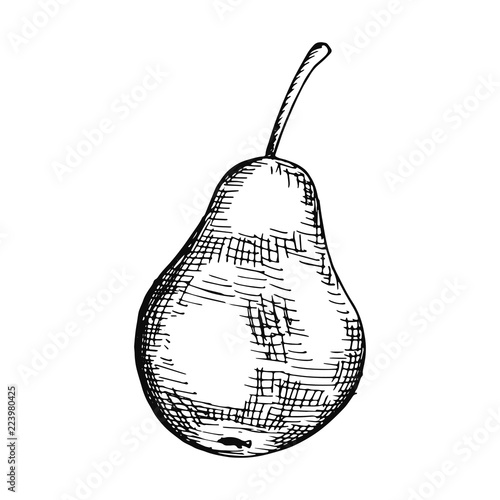 pear fruit sketch isolated on white background