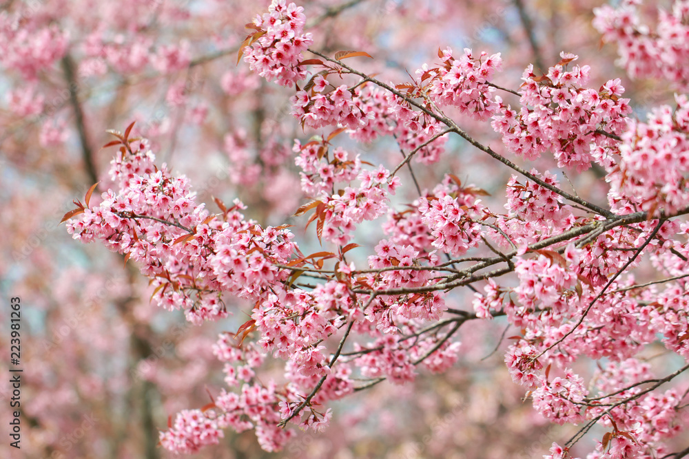 Wild Himalayan Cherry Blossoms in spring season (Prunus cerasoides), Sakura in Thailand, selective focus, Phu Lom Lo, Loei, Thailand. Wild Himalayan Cherry Blossoms in spring season (Prunus cerasoides), Sakura in Thailand, selective focus, Phu Lom Lo, Loei, Thailand.