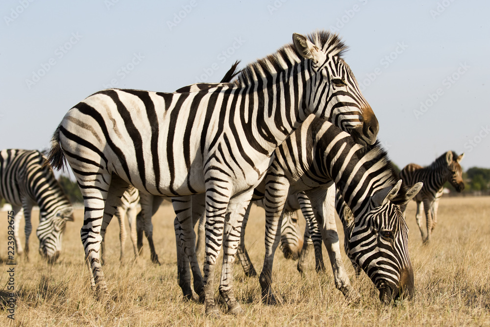 herd of zebras walking across the savannah herd of zebras walking across the savannah