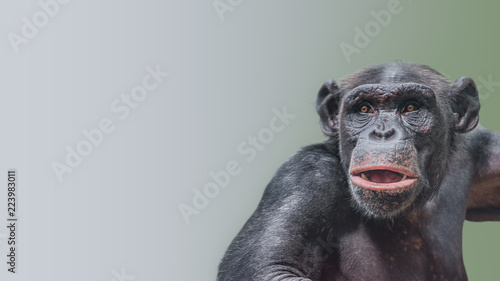 Portrait of curious wondered Chimpanzee at smooth gradient background © neurobite