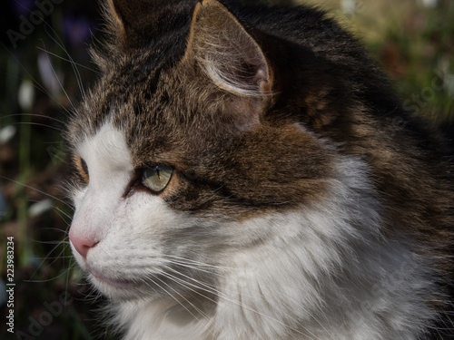 Tom cat portrait