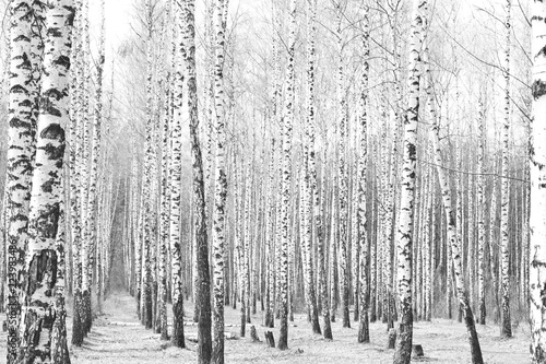 Fototapeta Czarno-białe zdjęcie brzóz w gaju brzozowym z korą brzozy między innymi brzozami