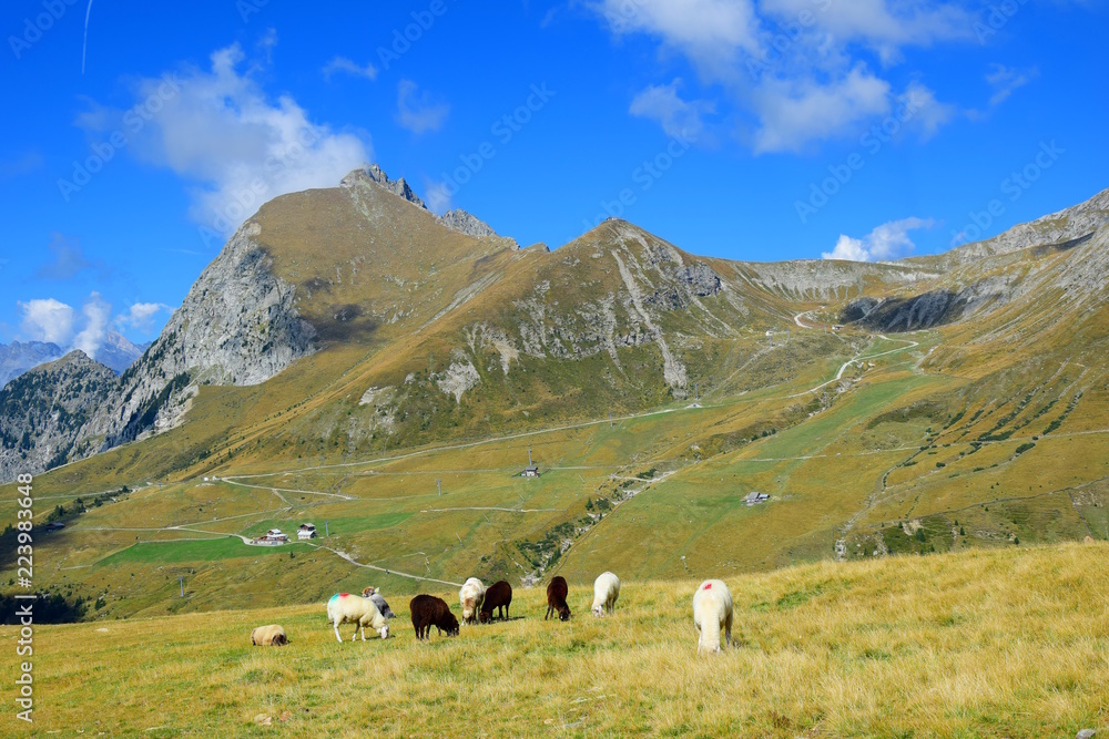 Idylle in Südtirol, weiße und braune Bergschafe auf einer Alm