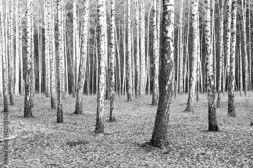 Black and white photo of black and white birches in birch grove with birch bark between other birches
