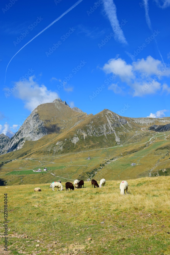Braune und weiße Schafe auf einer Alm, Bergidylle in Südtirol