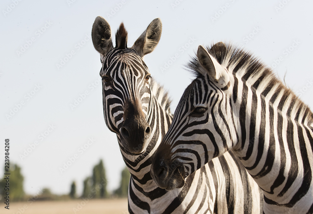 Fototapeta premium zebras walking across the savannah