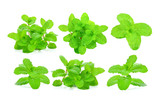 Mint leaves on white background