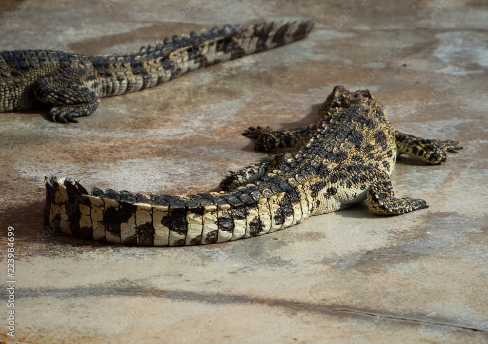 Fototapeta premium Crocodile saltwater Thailand