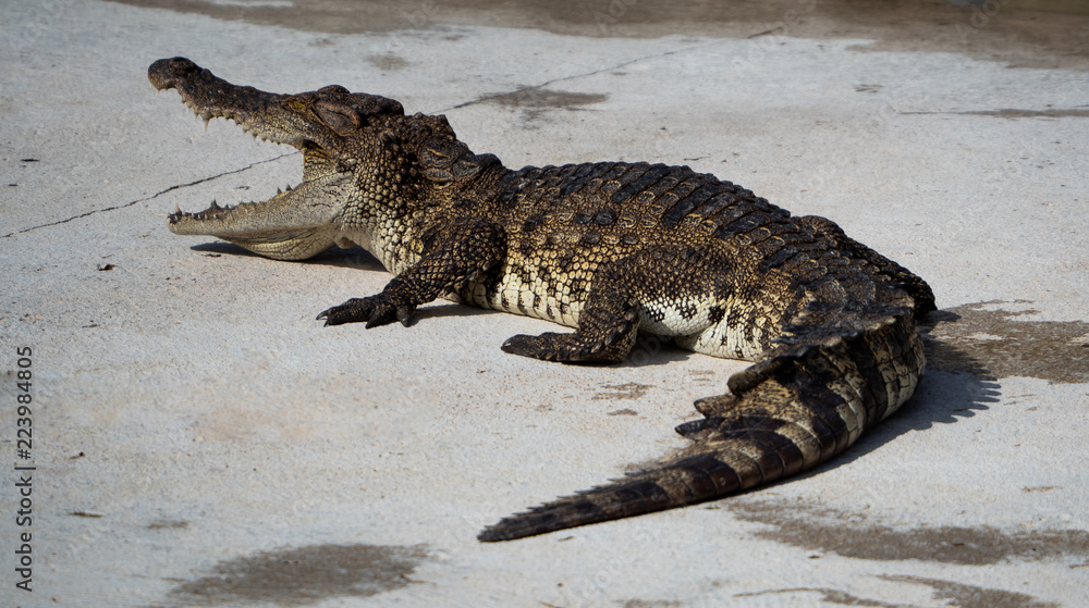 Naklejka premium Crocodile saltwater Thailand
