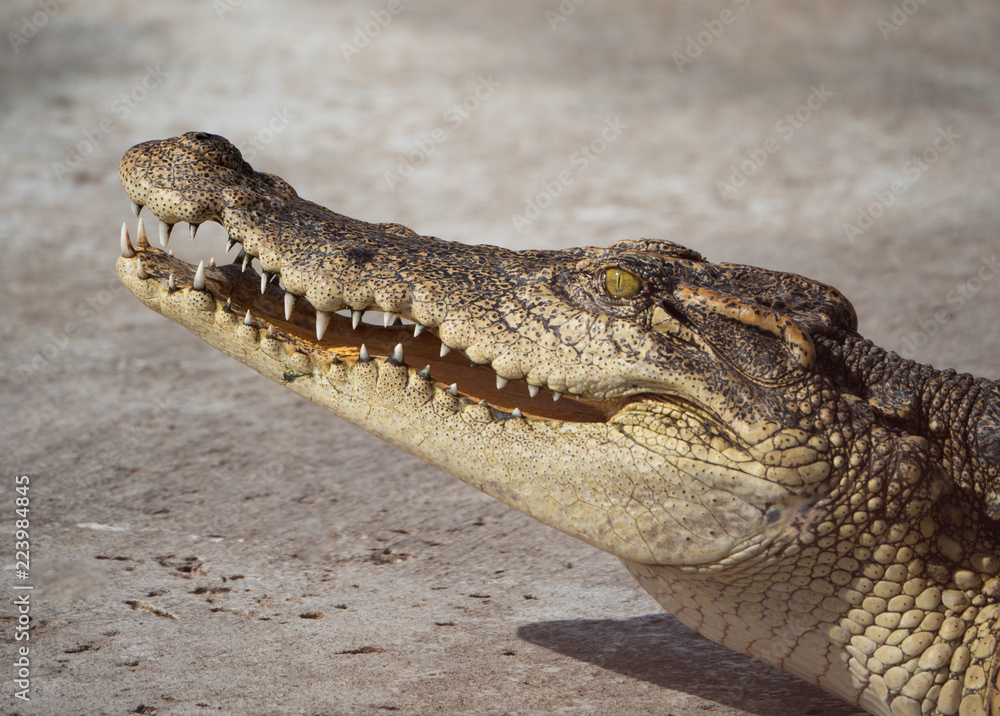 Fototapeta premium Crocodile saltwater Thailand