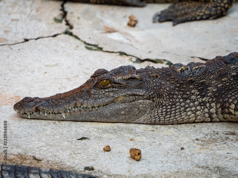Obraz premium Crocodile saltwater Thailand