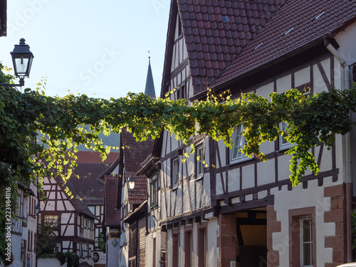 in der wunderschöne Pfalz photo