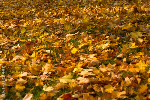 Urban Autumn landscape - autumn leaves in green grass