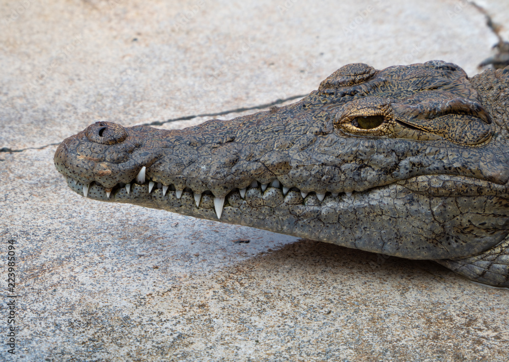 Fototapeta premium Crocodile saltwater Thailand