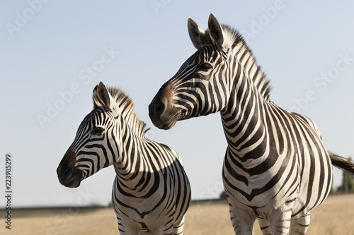 zebras walking across the savannah