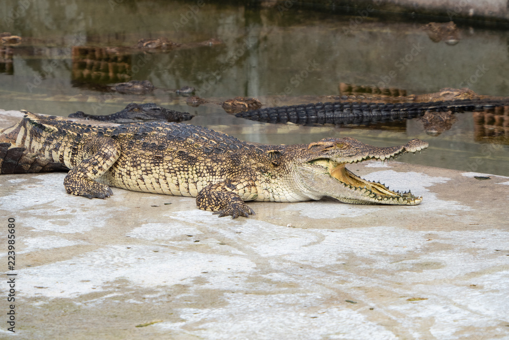 Fototapeta premium Crocodile saltwater Thailand